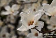 春天的白花瓣